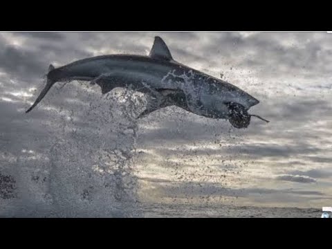 Tiro,porrada e bomba !!