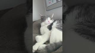 Precious is very tired today. #subscribe #cat #cute #shorts