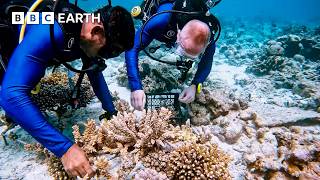 Coral Restoration In The Maldives | Amazing Hotels: Life Beyond the Lobby | The Travel Edit