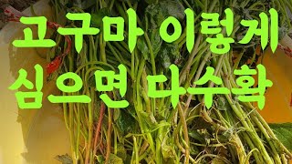 #고구마 이렇게 심으면 다 수확 #고구마 모종 심는방법에따라서 수확 량이 달라집니다