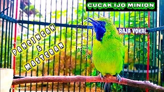 Download lagu Pancingan Cucak Ijo Mini Gacor 💯 Ampuh Mendongkrak Emosi & Birahi Cucak Mini mp3 Download lagu Pancingan Cucak Ijo Mini Gacor 💯 Ampuh Mendongkrak Emosi & Birahi Cucak Mini mp3