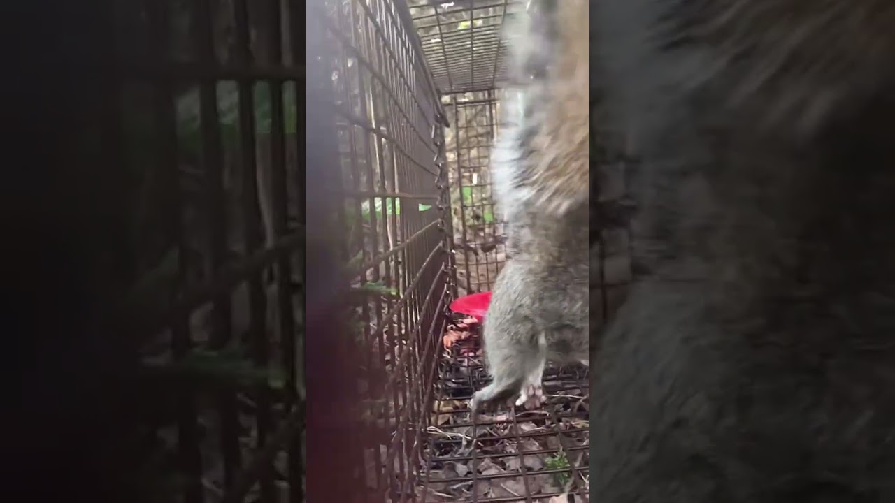 Squirrel got Nutz #hilarious #cuteanimals #squirrel #nuts #laughing #funnyanimals #funny he is free*