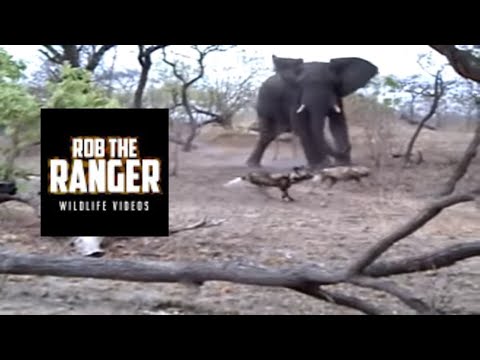 Elephant Chases  Painted Wolves In Heart-pounding Adventure!