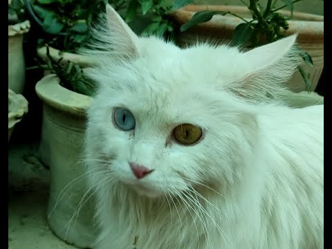 Heterochromia can result in cats having two different coloured eyes.