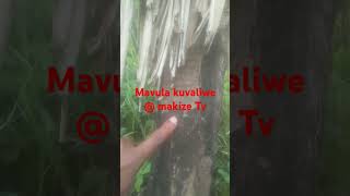 Download lagu Mavula kuvaliwe mp3