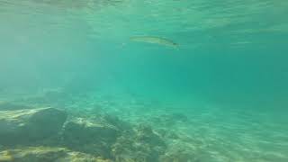 Miniature de la vidéo Animation