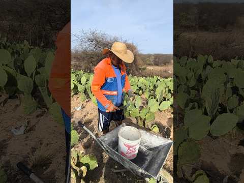 O MAIOR CRIADOR DE CABRAS BOER DE TAPEROÁ NA PARAÍBA CORTANDO PALMA PARA SUAS CABRAS