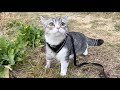 猫の散歩楽しそうのYouTubeサムネイル