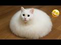 Try Not To Laugh 😂 Best Funny Cats 2026 DEFAULT Thumbnail