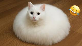 Try Not To Laugh 😂 Best Funny Cats 2026 MQDEFAULT Thumbnail