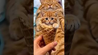 Download lagu Cute cat🐺🐯 funny comedy 🤣saroja ki masti 🤣 mp3