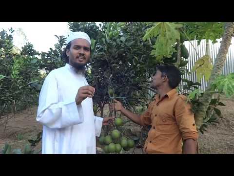 ৫ বিঘায় মাল্টা চাষে লাখপতি ঝিনাইগাতীর কৃষক আব্দুল বাতেন