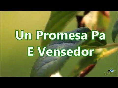 Un Meditashon Kòrtiku i Poderoso 6 di Yanuari 2016 - Un Promesa Pa e Vensedor
