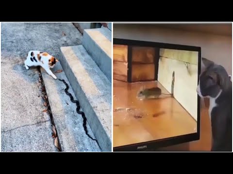 Funniest Cats and Dogs 🐈🐕 Part 4