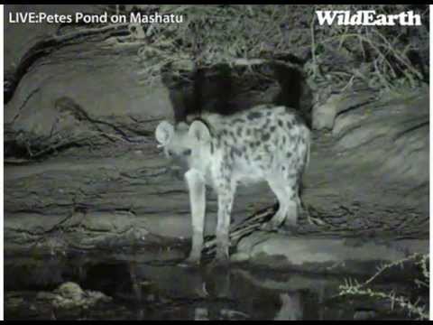 Hyena at Pete's Pond - 06 October, 2012