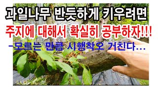 과일나무 반듯하게 키우려면 주지에 대해서 확실히 공부하자!!! 모르는 만큼 시행착오 거친다.(과일나무 재배,…