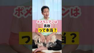 ポメラニアンって勇敢なの？#うちいぬ。#犬のいる暮らし#dog