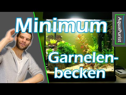 Minimales Garnelenbecken: Was brauche ich?