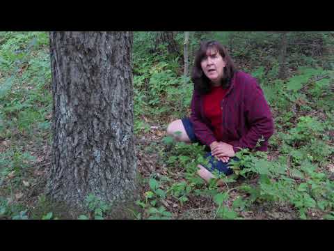 Trailside Treasures 4 - Indian Pipe