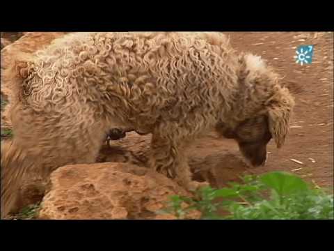 Andalusian Turk: the best helper of shepherds