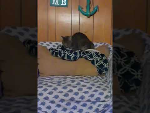 cat humping a blanket