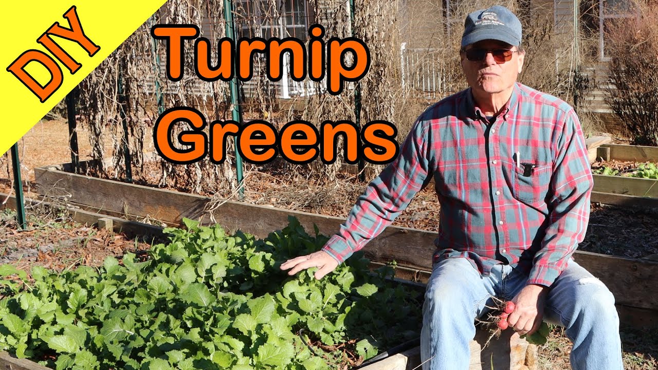Turnip Greens when to Plant and Harvest