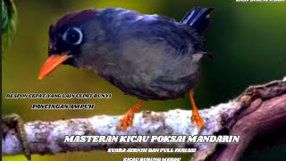Download lagu Poksay Mandarin Gacor Mantap! MERDU dan Wenak Didengar pancingan AMPUH, (Kicau Burung Merdu) mp3