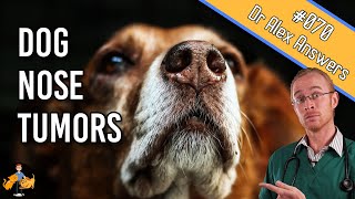 Dog Nose Cancer - Symptoms, Treatment + Life Expectancy - Dog Health Vet Advice
