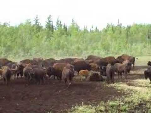 Buffalo On The Wallow
