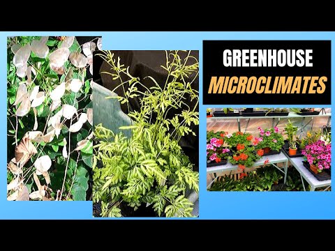 MICROCLIMATES IN THE TROPICAL GREENHOUSE