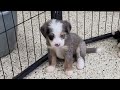Mini Bernedoodle dogs for sale: Navi - Video 1