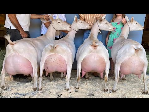 15 / 20 Kg Milk Day Record || Highest ???? Milking Saanen Goats | No One Goats For Milk Production