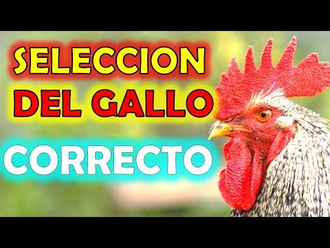 , title : 'COMO ELEGIR EL MEJOR GALLO - eleccion seleccionar el gallo domestico correcto para mi gallinero'