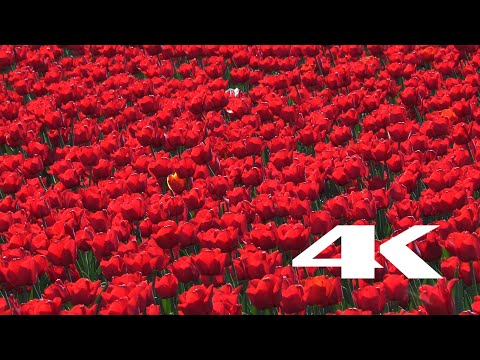 В городском саду Мариуполя расцвели тысячи тюльпанов (ВИДЕО 4к)
