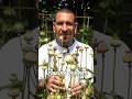 Poppy Medicinal Flowers #shorts