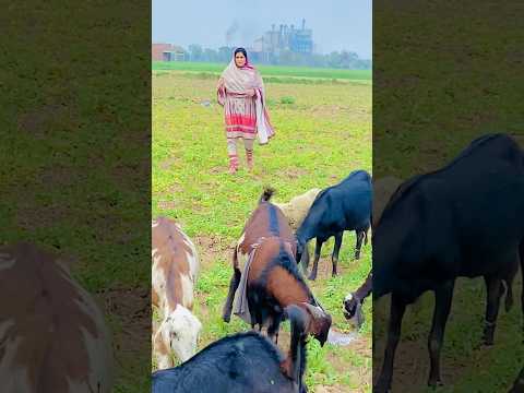 Village girl Azra Imran #flute #music #relaxingmusic #nature #meditationmusic #flutemusic #morning