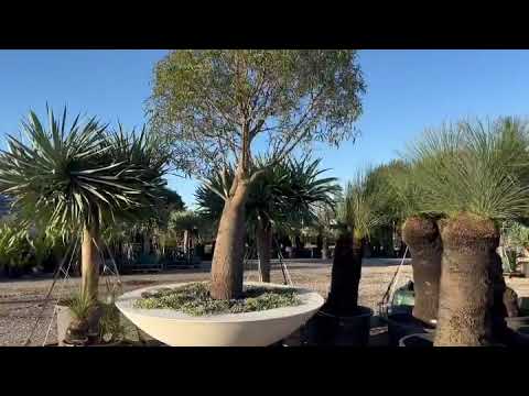 Grass Trees, Bottle Trees & Dragon Trees | DesignerTrees.com.au