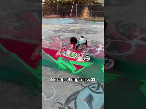 Este perro es diferente 😦 (vía @Rowdy_Dachshund @Nicolasdelvalle_) #shorts