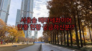 서울숲 메타세콰이어 단풍 현황 (서울 근교 단풍 명소)