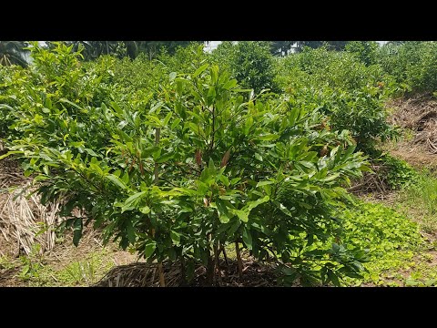 How to block the apricot shoots to grow horizontal branches and fast growing branches || Thanh Li...