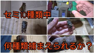 神奈川県や東京都にいるセミ10種類中何種類捕まえられるか？【セミ採取2026】