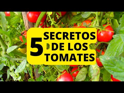 , title : 'Cinco secretos para tener los mejores tomates #tomates cultivo'