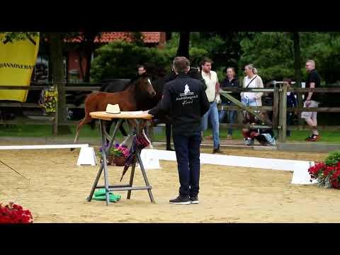 18. Stute, geb. 03.04.2022 – V: Sir Heinrich M: Don Crusador – Lanthan