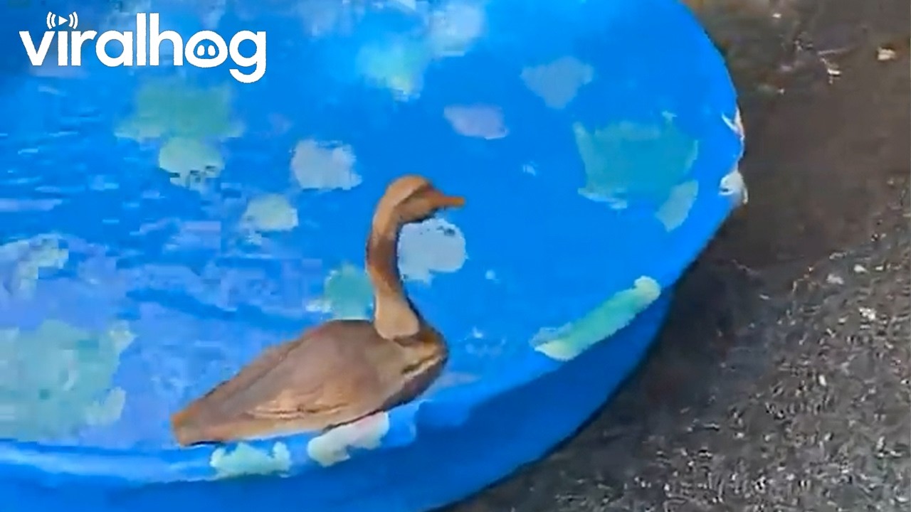 The Gutter Beach Duck || ViralHog