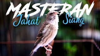 Download lagu MASTERAN KENARI PAUD CENGKOK MEWAH SIANG HARI - SUARA SANGER LAGU LELAH mp3