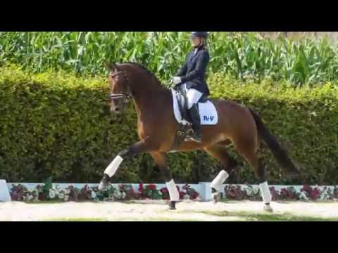 10 Deflorata  Stute v. Don Juan de Hus -  Don Bedo I