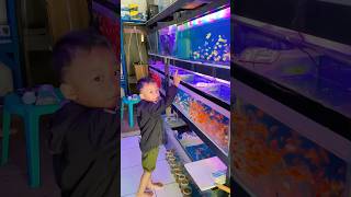 Download lagu Razka asked to buy more ornamental fish #shorts mp3 Download lagu Razka asked to buy more ornamental fish #shorts mp3