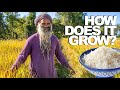 Rice How Does It Grow