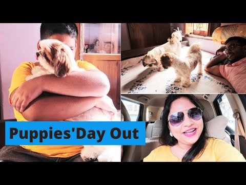 When My Puppies meet their brother | A day out with puppies