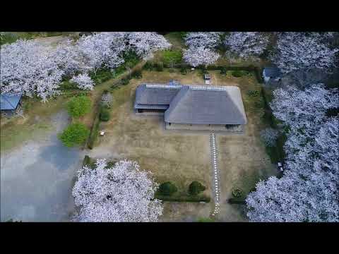 千葉県旭市「大原幽学公園の桜　2018年3月30日」